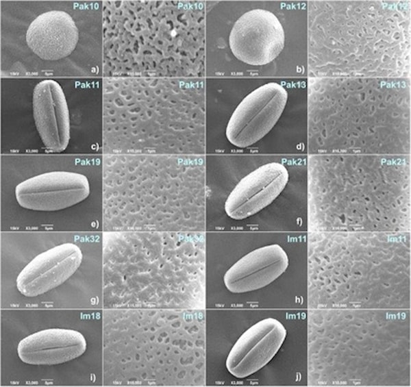 Objavljen rad u časopisu Plants