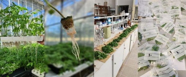 Role of magnesium in tomato nutrition: integrative approach