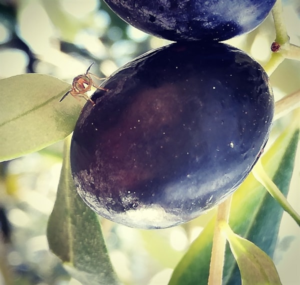 Novel approach to olive fruit fly (Bactrocera oleae, Rossi) monitoring and/or control using volatile compounds produced by brewing by-product (BeerBy-4- OliveFly)