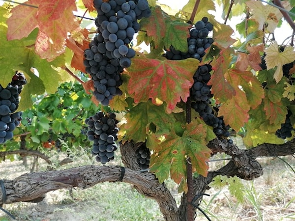 Decoding interplay between grapevine pathogenic and beneficial microorganisms using multi-omics approach: From transcriptome to metabolome