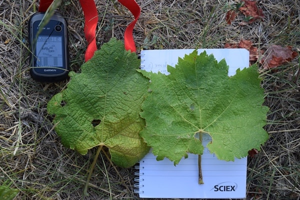Prospection and genomic analysis of endangered Croatian grapevine cultivars and wild grapevine – RemainGrape