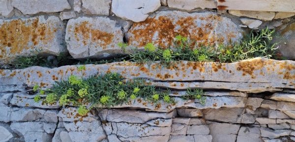 Optimizacija uzgoja motra (Crithmum maritimum L.) uz praćenje biljnih odgovora i razvoj visokokvalitetnih ekstrakata inovativnim metodama ekstrakcije